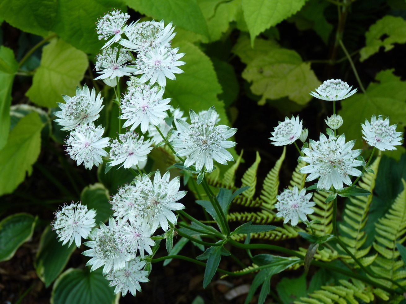 Nature in the Garden