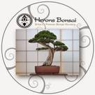 Herons Bonsai