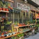 vivero guemes