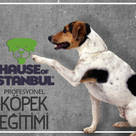 Köpek Eğitimi İstanbul