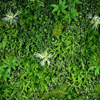 Vertical Garden – Jardim Vertical e Paisagismo Corporativo