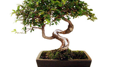 Genki-Bonsai