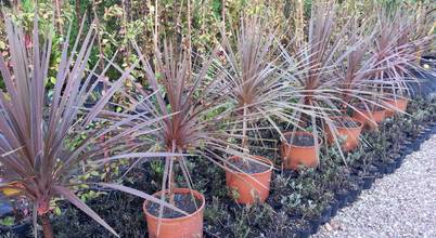 CanlıBahçe Fidancılık