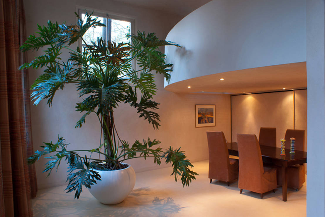 Zomers natuurschoon in je huis: planten en bomen
