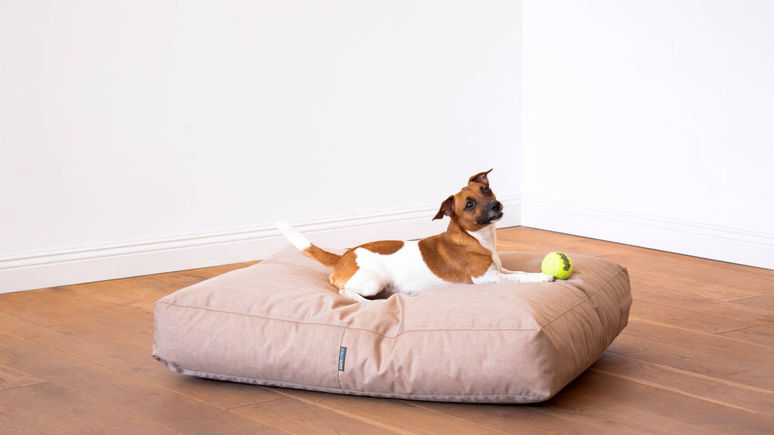 Fundamental rules about pets in an apartment building