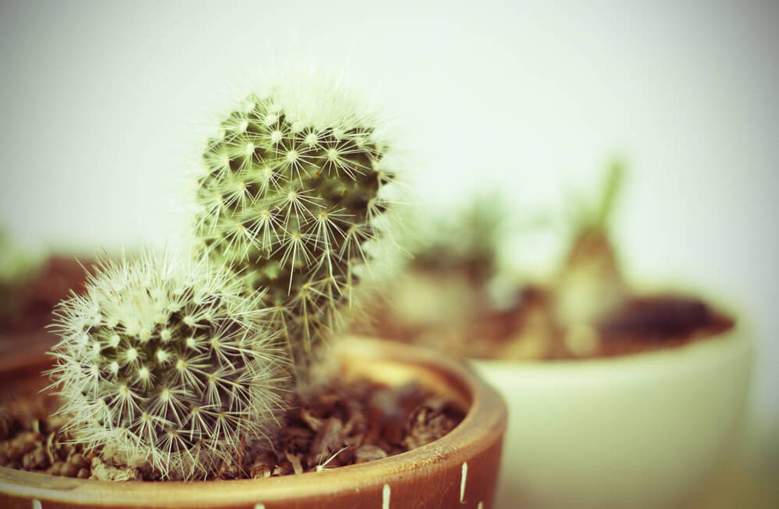 Kakteen – stachelige Deko für Ihr Wohnzimmer von Agentur ...
