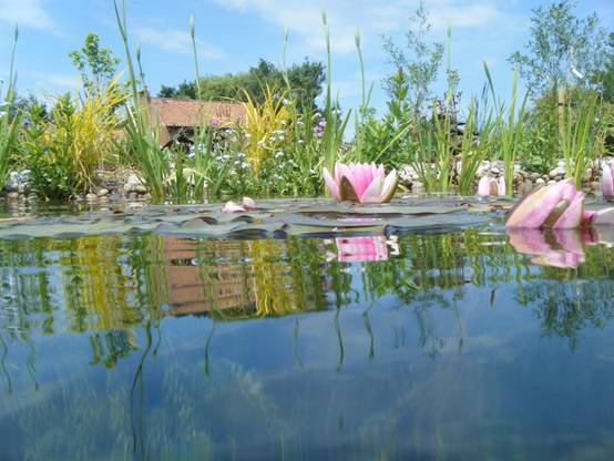 How to build your own DIY garden pond | homify