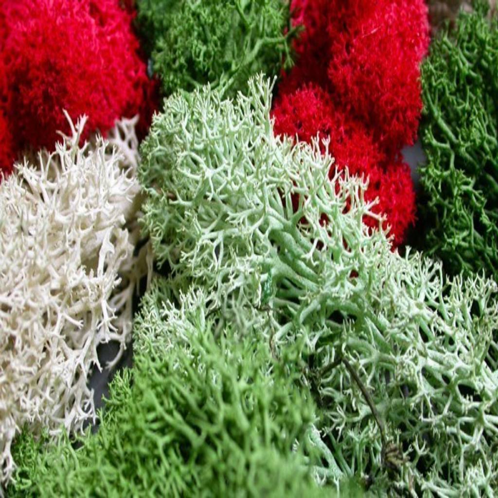 Reindeer moss de thesustainableproject escandinavo homify