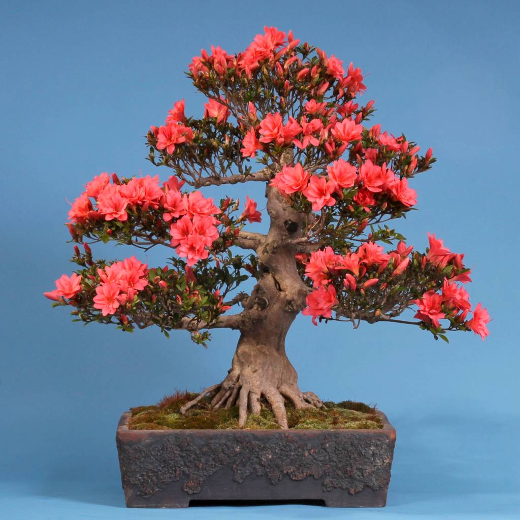 Bonsai japanische satsukiazalee 'kikuhime' homify