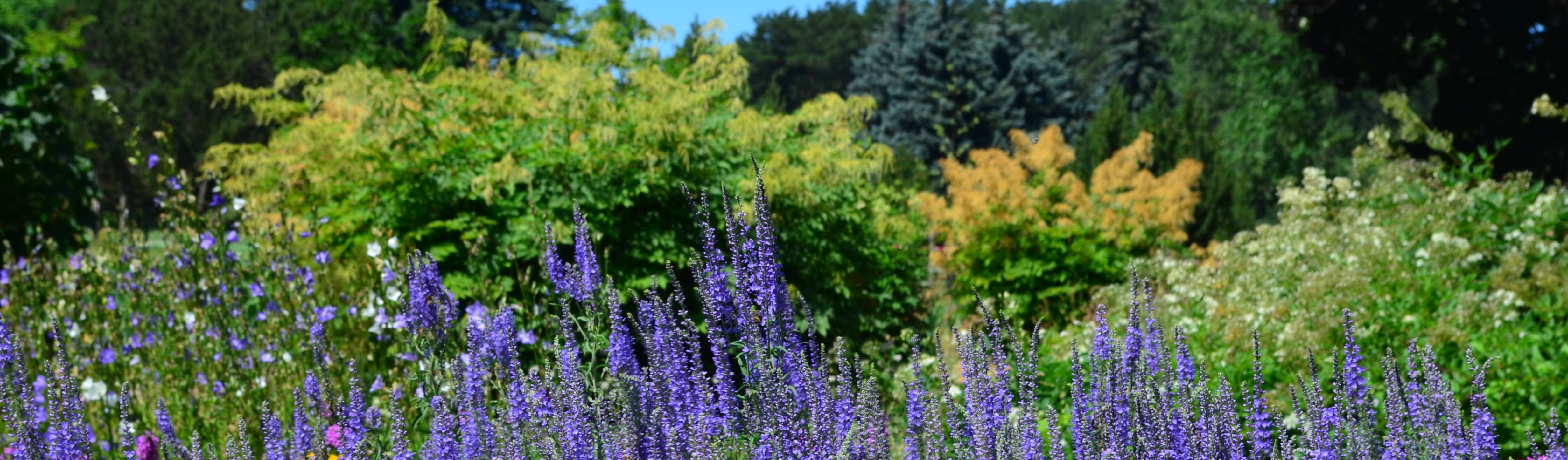 Aster Garden