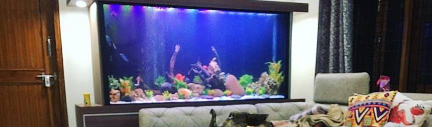 Aquarist – Custom Aquariums