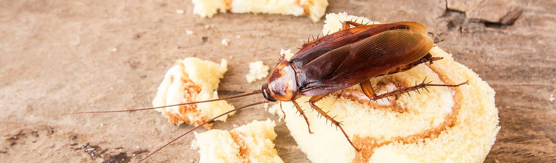 Pest Control Durban Other Businesses in Durban South, KwazuluNatal homify