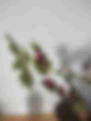 11ステップで分かるコリウスの育て方 Homify