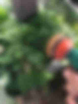 ダバリア ラビットフットの育て方7ステップ Homify ダバリア ラビットフットの育て方7ステップ Homify