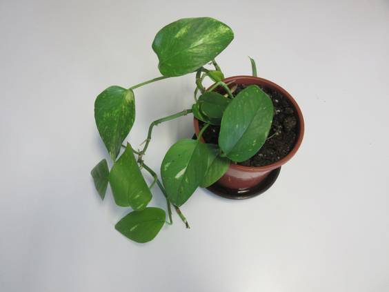 ガーデニング 気軽に楽しめる観葉植物ポトスの育て方 Homify
