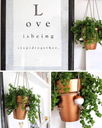 素敵な植物の吊るし方 Homify