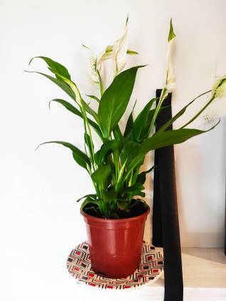 ピースリリーの育て方 スパティフィラムの手入れのコツ 初心者用ガーデニング Homify