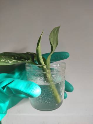 ディフェンバキアの育て方 室内でディフェンバキアを育てる際に知っておきたいポイント Homify