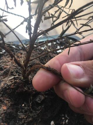 Como Cuidar De Bonsai 8 Etapas Faceis Arvore De Bonsai Homify