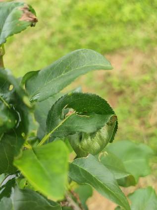 梅の木の育て方 10のポイント 梅の木の剪定方法 Homify