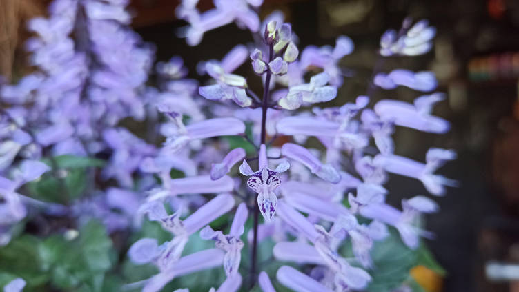 Spur Flower Care 8 Tips How To Grow Spur Flower In Your Garden Homify Spur Flower Care 8 Tips How To Grow Spur Flower In Your Garden Homify