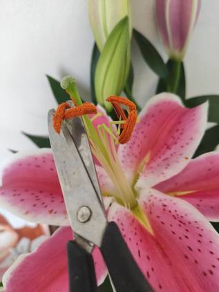 9ステップでわかるユリのお手入れ Homify