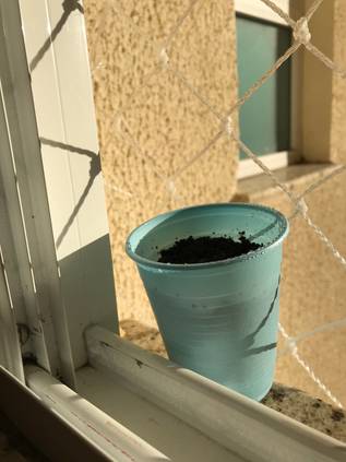 たった9ステップでok ブドウの種まきから育て方まで Homify