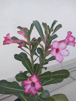 アデニウム オベスムの育て方とコツ Homify