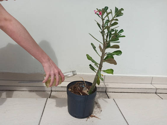 アデニウム オベスムの育て方とコツ Homify