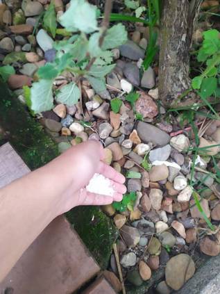 庭のクローバーを駆除する方法 Diyで雑草を取り除く5つのコツ Homify