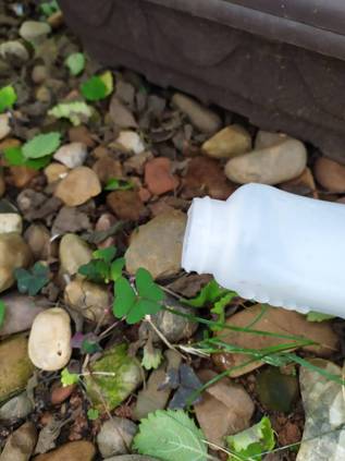庭のクローバーを駆除する方法 Diyで雑草を取り除く5つのコツ Homify