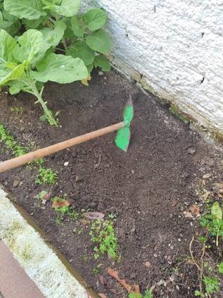 ケールの栽培方法を12ステップで解説 Homify