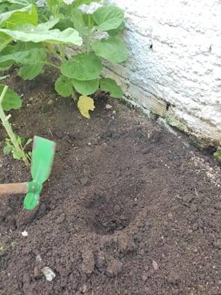 ケールの栽培方法を12ステップで解説 Homify