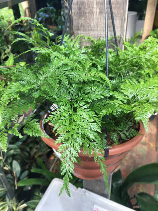 ダバリア ラビットフットの育て方7ステップ Homify ダバリア ラビットフットの育て方7ステップ Homify