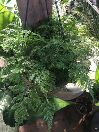 ダバリア ラビットフットの育て方7ステップ Homify ダバリア ラビットフットの育て方7ステップ Homify