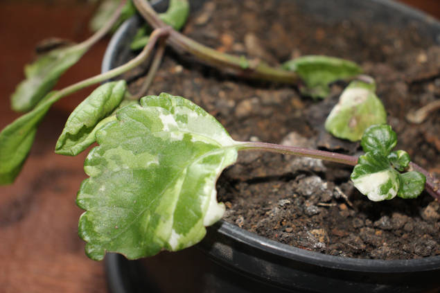 スウェーデンアイビーを大きく育てるための12ステップ Homify