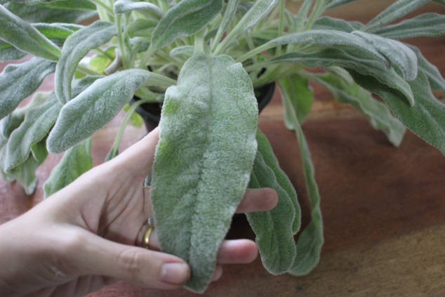 ラムズイヤーを完璧に育てる方法 9つのヒント Homify