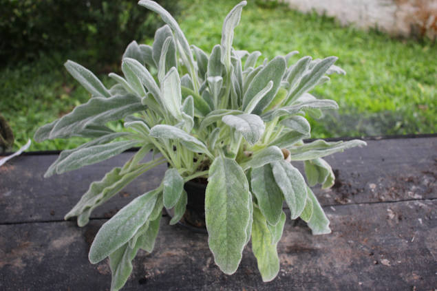 ラムズイヤーを完璧に育てる方法 9つのヒント Homify