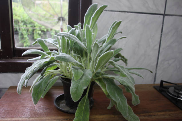 ラムズイヤーを完璧に育てる方法 9つのヒント Homify