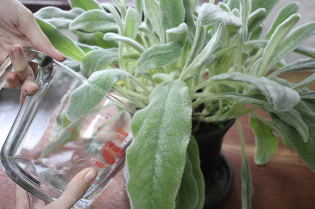 ラムズイヤーを完璧に育てる方法 9つのヒント Homify