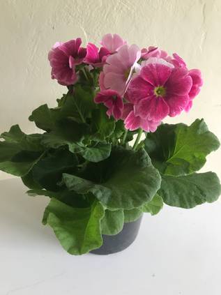 プリムローズ サクラソウ を育てる5つのポイントとコツ Homify