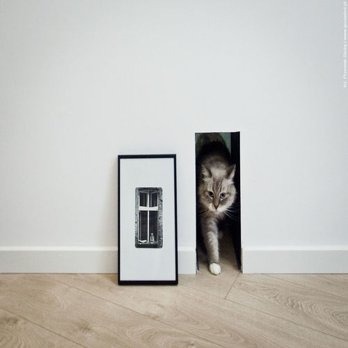 Kedi Dostu Bir Ev Yaratmak Icin Neler Yapabilirsiniz Homify