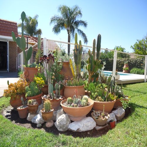 Alicia El propietario humor jardines con cactus modernos Picante ... - DSC02118