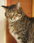 Serena Bonafede - homify Avatar