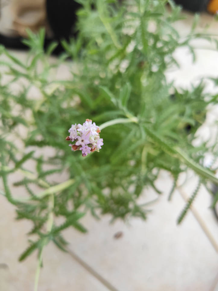 Come Potare e Piantare la Lavanda in 7 Passi