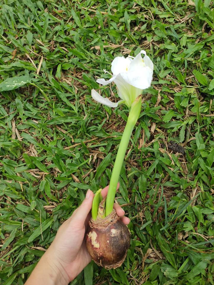 Cuidado de la Azucena: ¡los MEJORES Consejos de Cultivo para la Flor de  Azucena! | homify