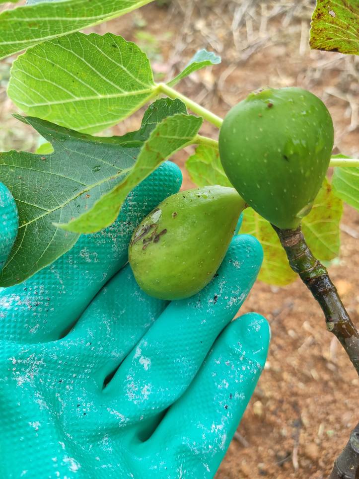 tamanho grande de fruta figueira planta ghoddan figo Angola