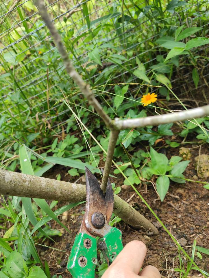 Albero di Alloro: 9 Passi per una Potatura e Manutenzione di Alloro in Vaso