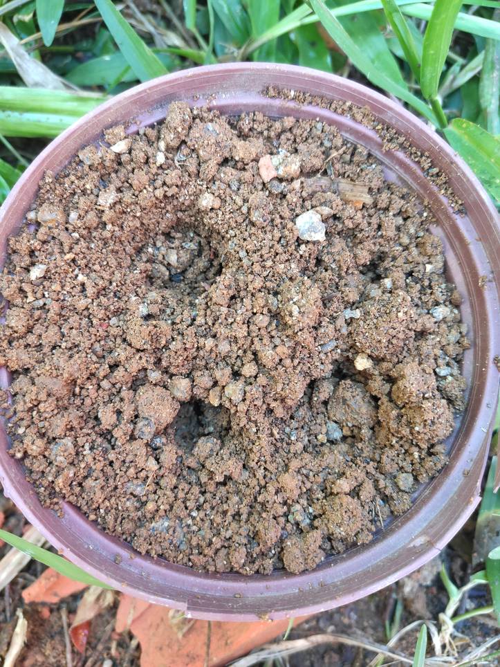 ラズベリーの育て方 種からラズベリーを育てる際に押さえておきたい13のポイント Homify