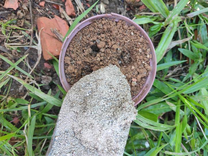 ラズベリーの育て方 種からラズベリーを育てる際に押さえておきたい13のポイント Homify